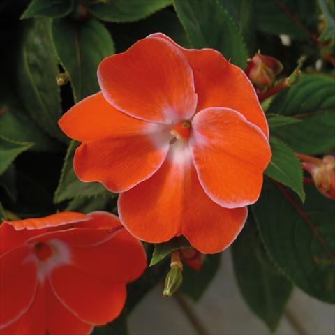 Foto fiore da  Vaso, aiuola, balcone, basket Impatiens N. Guinea Paradise Sweethearth Orange