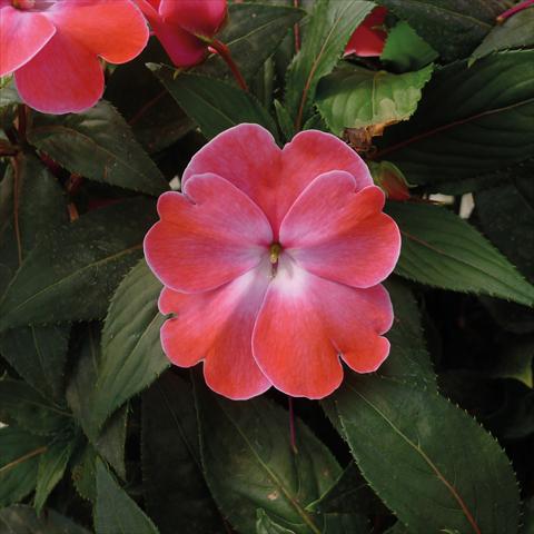 Foto fiore da  Vaso, aiuola, balcone, basket Impatiens N. Guinea Paradise Sweethearth Rose