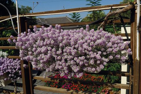 photo of flower to be used as: Pot and bedding Lobularia maritima Pink Stream