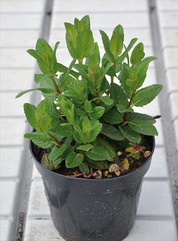 Foto fiore da  Vaso e aiola Mentha spicata Spanish