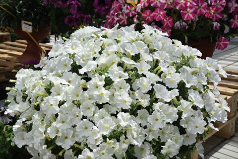 photo of flower to be used as: Bedding pot or basket Petunia hybrida Baby Gioconda Bianco