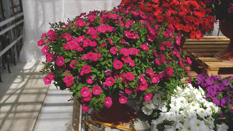 Foto fiore da  Basket vaso o aiuola Petunia hybrida Baby Gioconda Rosa scuro