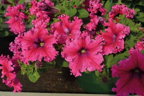 Foto fiore da  Basket vaso o aiuola Petunia hybrida Compatta Frangiata Rosa