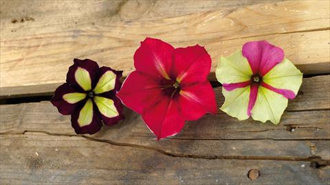 Foto fiore da  Basket vaso o aiuola Petunia hybrida Crazy Mix