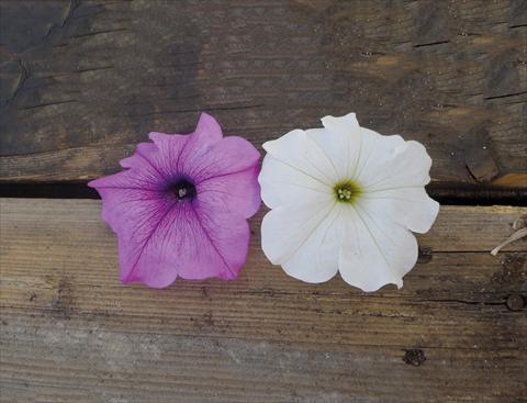 photo of flower to be used as: Bedding pot or basket Petunia grandiflora Gigante Mix