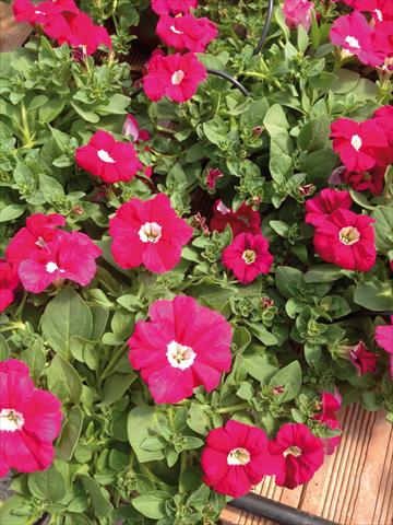 photo of flower to be used as: Bedding pot or basket Petunia hybrida Veranda Carmine