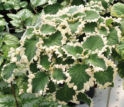 photo of flower to be used as: Pot and bedding Plectranthus ciliatus Jumbo