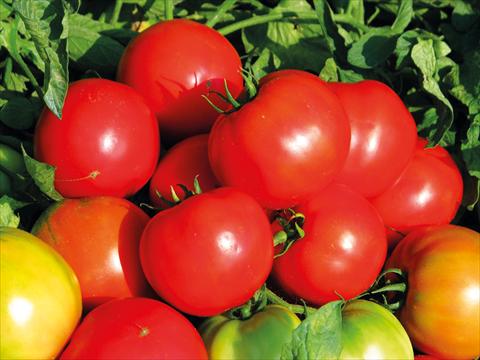 Foto fiore da  Vaso e aiola Solanum lycopersicum (pomodoro) Pomodoro F1 Beppe Insalataro