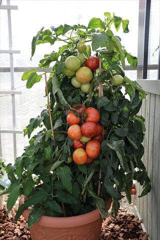 Foto fiore da  Vaso e aiola Solanum lycopersicum (pomodoro) Pomodoro F1 Big League