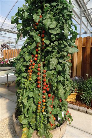 photo of flower to be used as: Pot and bedding Solanum lycopersicum (pomodoro) Pomodoro F1 Ciliegia a stringa