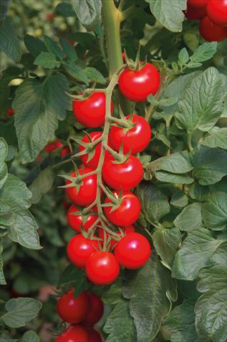 photo of flower to be used as: Pot and bedding Solanum lycopersicum (pomodoro) Pomodoro F1 Ciliegione