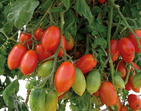 photo of flower to be used as: Pot and bedding Solanum lycopersicum (pomodoro) Pomodoro F1 Firecracker Zebrato Rosso Ricadente