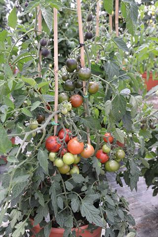 Foto fiore da  Vaso e aiola Solanum lycopersicum (pomodoro) Pomodoro F1 Giupa 12 Semideterminato Nero