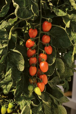 photo of flower to be used as: Pot and bedding Solanum lycopersicum (pomodoro) Pomodoro F1 Plum Arancio