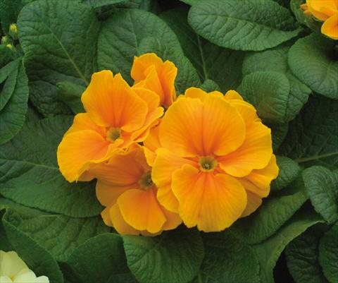 photo of flower to be used as: Pot and bedding Primula acaulis Diana Arancio