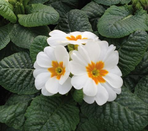 Foto fiore da  Vaso e aiola Primula acaulis Diana Bianco