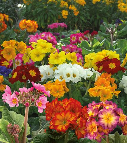photo of flower to be used as: Pot and bedding Primula elatior Rifiorente Stiletto Mix