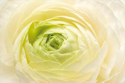 photo of flower to be used as: Pot Ranunculus hybrida Sprinkles Bianco