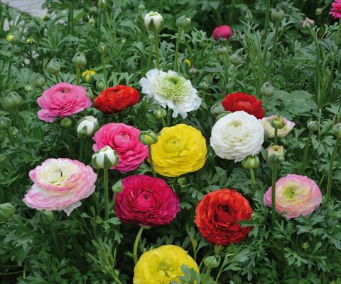 Foto fiore da  Vaso e aiola Ranunculus hybrida Sprinkles Mix