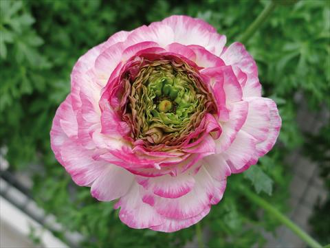 Foto fiore da  Vaso e aiola Ranunculus hybrida Sprinkles Pink Bicolor