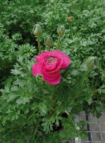 Foto fiore da  Vaso e aiola Ranunculus hybrida Sprinkles Rosa