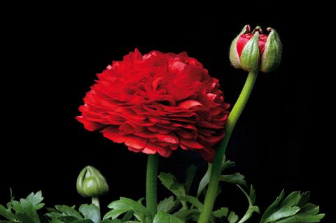 Foto fiore da  Vaso e aiola Ranunculus hybrida Ranunculus Sprinkles Rosso