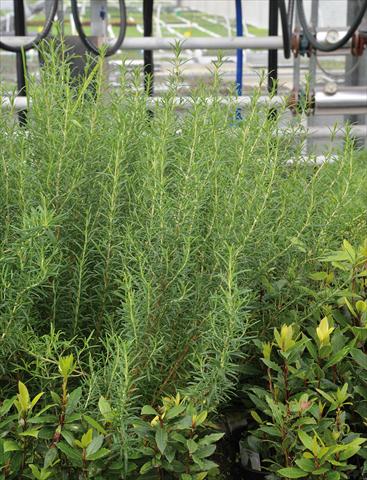 Foto fiore da  Vaso e aiola Rosmarinus officinalis Rosmarino Vigoroso