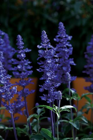 Foto fiore da  Vaso e aiola Salvia farinacea Sallyfun Deep Ocean