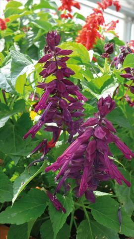 Foto fiore da  Vaso e aiola Salvia splendens Gogo Purple