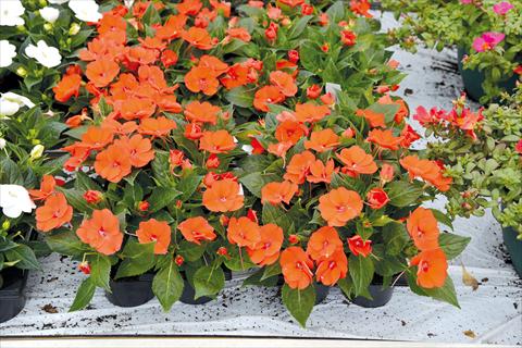 Foto fiore da  Vaso e aiola Impatiens hybrida Sunpatiens Compact Electric Orange