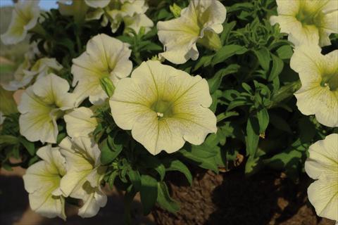 Foto fiore da  Vaso e aiola Impatiens hybrida Surfinia Yellow