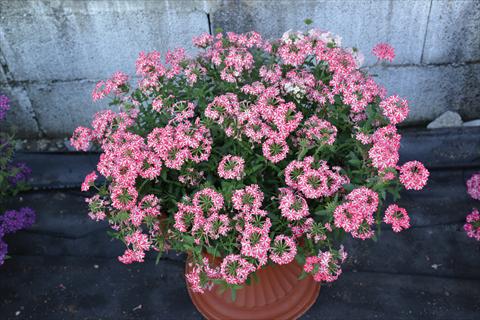 Foto fiore da  Vaso e aiola Verbena hybrida Vepita Rose Star