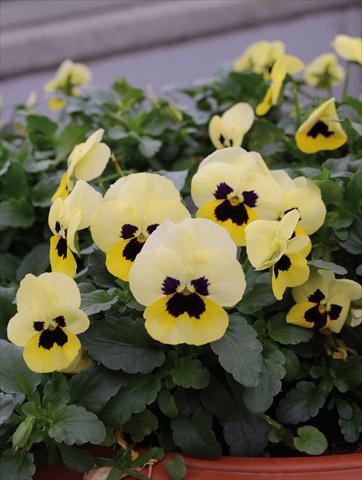 Foto fiore da  Basket vaso o aiuola Viola cornuta Lady Limone Con Occhio