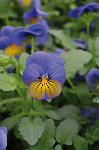 Foto fiore da  Basket vaso o aiuola Viola cornuta Lady Morpho