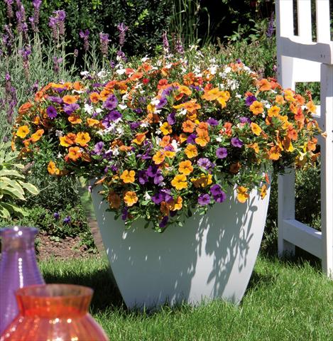photo of flower to be used as: Basket / Pot 3 Combo Trixi Spring Valley