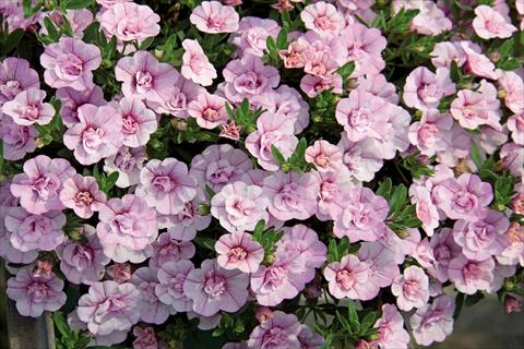 Foto fiore da  Basket o vaso Calibrachoa hybrida MiniFamous® Compact Double Pink