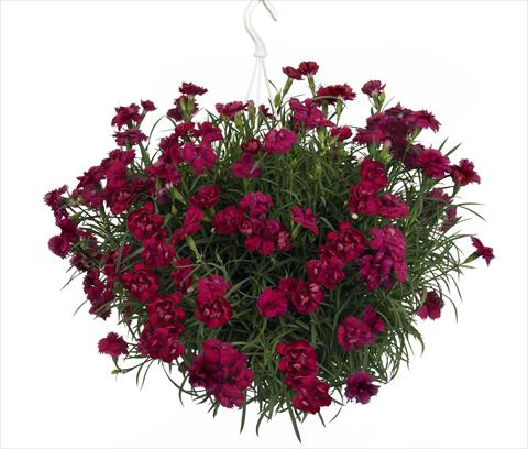 Foto fiore da  Basket o vaso Dianthus Fontaine Dark Red