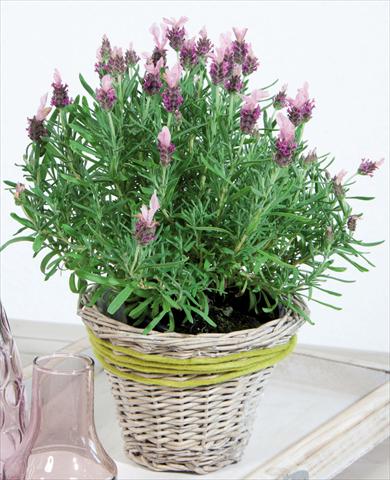 Foto fiore da  Vaso e aiola Lavandula stoechas LaVela DarkPink