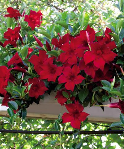 photo of flower to be used as: Pot Dipladenia (Mandevilla) Dundee