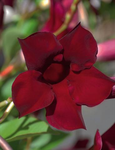 Foto fiore da  Vaso Dipladenia (Mandevilla) Sevilla Aubergine