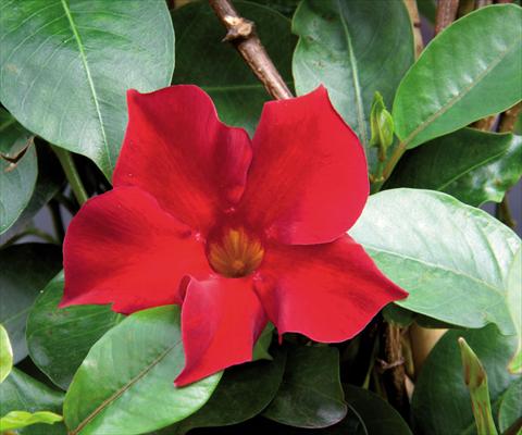 Foto fiore da  Vaso Dipladenia (Mandevilla) Sevilla CompactRed