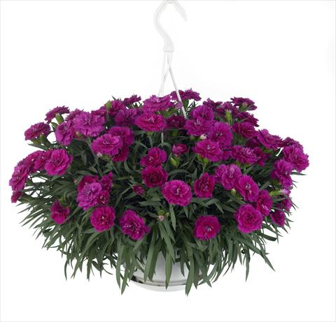 Foto fiore da  Basket o vaso Dianthus caryophyllus Fontaine Purple