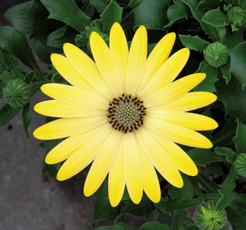 Foto fiore da  Vaso Osteospermum FlowerPower® Lemon Yellow