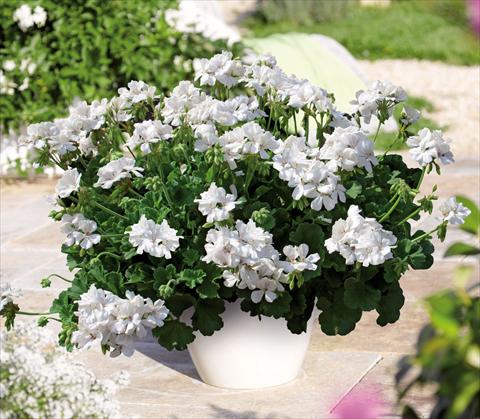 Foto fiore da  Vaso Pelargonium interspec. Perillo® White Einleitung