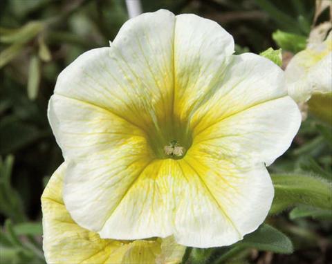 Foto fiore da  Basket o vaso Petunia hybrida Bonnie Lemon Yellow