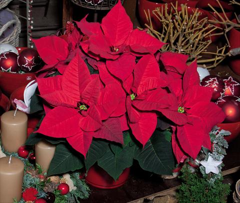 Foto fiore da  Vaso Poinsettia - Euphorbia pulcherrima Christmas Aurora