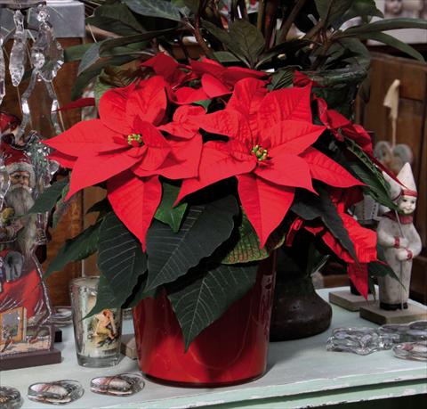 Foto fiore da  Vaso Poinsettia - Euphorbia pulcherrima Christmas Glory