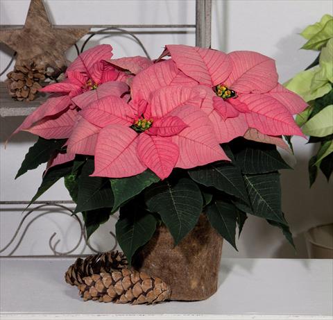 Foto fiore da  Vaso Poinsettia - Euphorbia pulcherrima Christmas Glory Pink