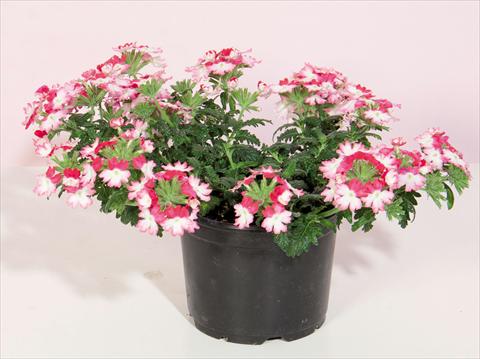 Foto fiore da  Vaso e aiola Verbena hybrida Bebop® Dark Pink