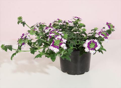 Foto fiore da  Vaso e aiola Verbena hybrida Bebop® Dark Violet